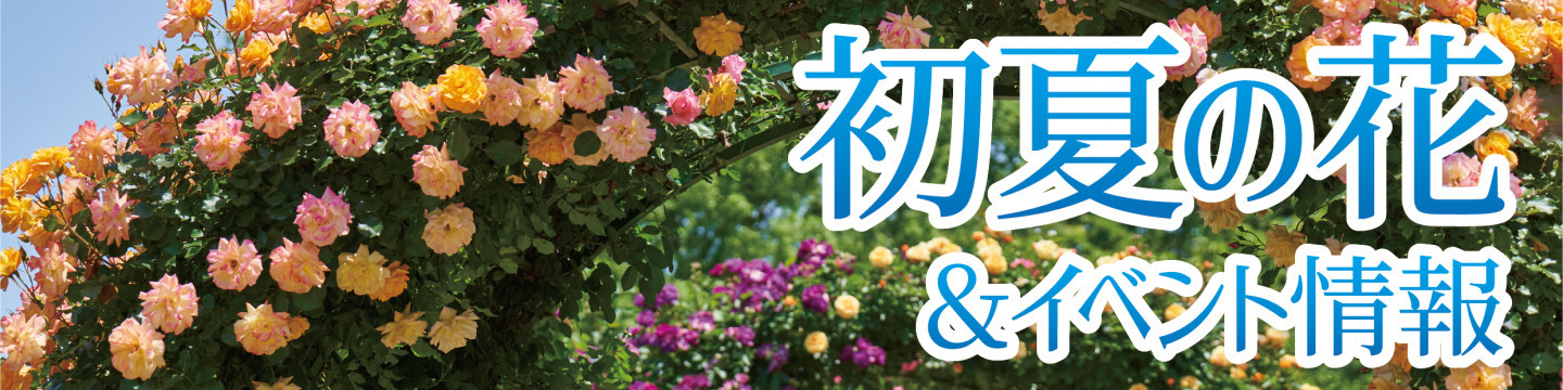 初夏の花＆イベント情報