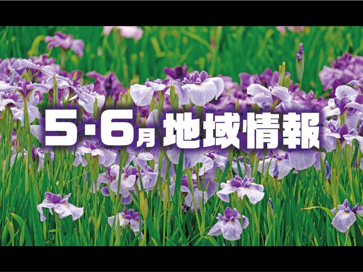 5・6月の地域情報