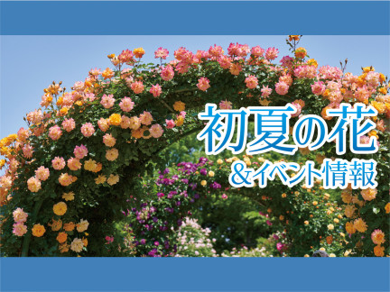 初夏の花＆イベント情報