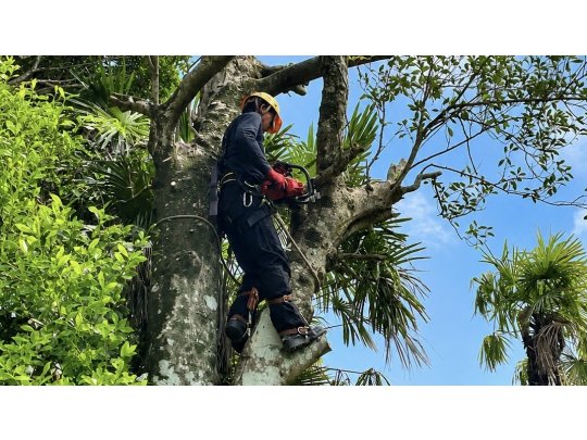 庭木伐採・草刈り・山林のお困りごとをお任せください‼