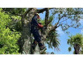 庭木伐採・草刈り・山林のお困りごとをお任せください‼